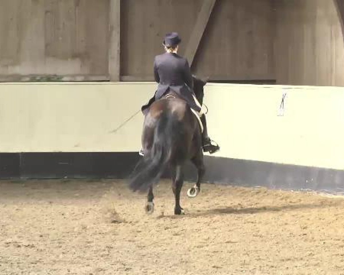 Dressurpferd Belmondo 117 (Bayer, 1997, von Belmont Park xx)
