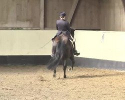 dressage horse Belmondo 117 (Bavarian, 1997, from Belmont Park xx)