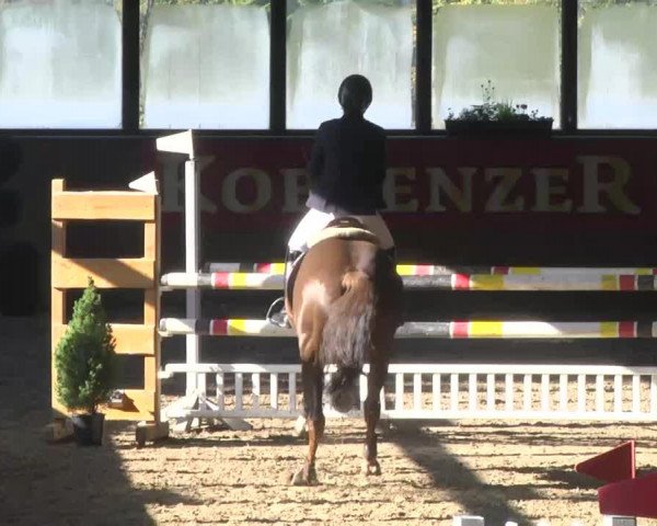 Springpferd Zigane 2 (KWPN (Niederländisches Warmblut), 2004, von Indoctro)