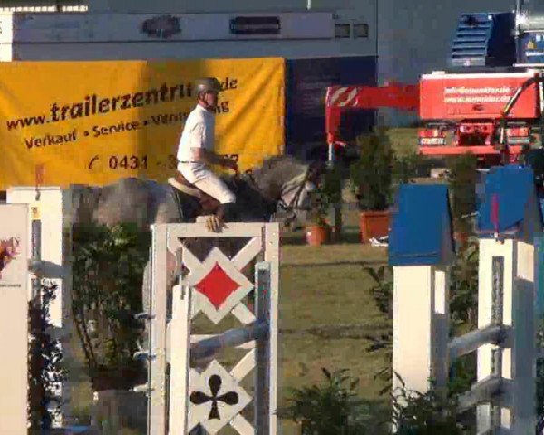 Springpferd Con-Lady (Oldenburger Springpferd, 2006, von Con Air)