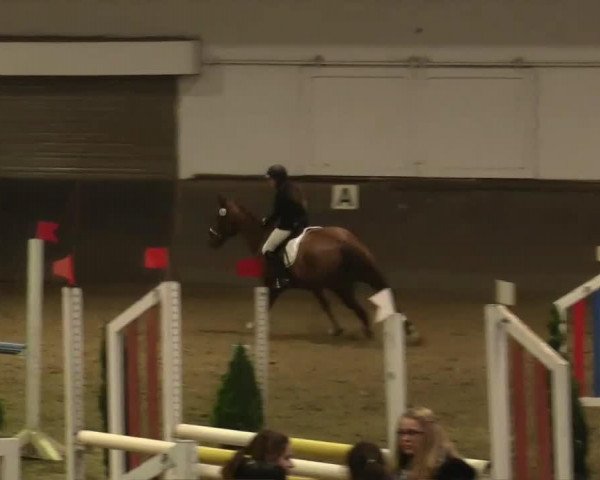 jumper Charly Go 2 (Oldenburg, 1998, from Caius) jumper Charly Go 2 (Oldenburg, 1998, from Caius)