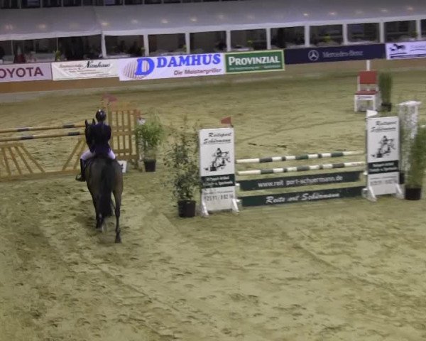 broodmare Comara 3 (Holsteiner, 2003, from Corrado I)