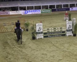 broodmare Comara 3 (Holsteiner, 2003, from Corrado I)