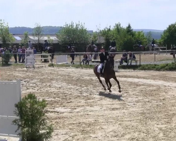 Springpferd Chanel 344 (Oldenburger, 2002, von Don Gregory) Springpferd Chanel 344 (Oldenburger, 2002, von Don Gregory)