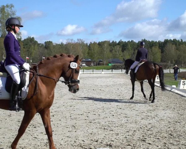 Reitturnier Westergellersen 2021