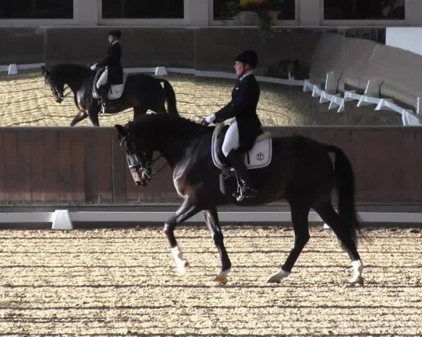 dressage horse Florentissimo (Rhinelander, 2001, from Florestan I)