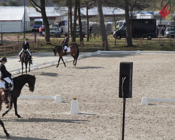 Reitturnier Westergellersen 2021