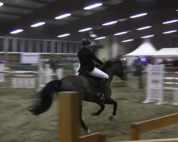 Springpferd Sunnyboy (Westfale, 2003, von Sir Oldenburg) Springpferd Sunnyboy (Westfale, 2003, von Sir Oldenburg)