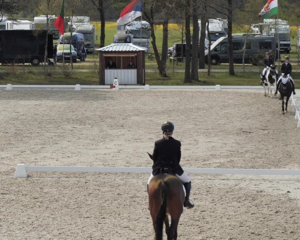 Reitturnier Westergellersen 2021