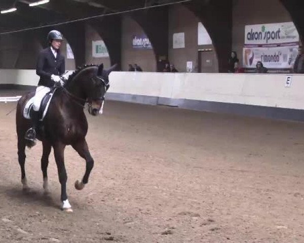 dressage horse Argus (Bavarian, 2002, from Asti Spumante 7)