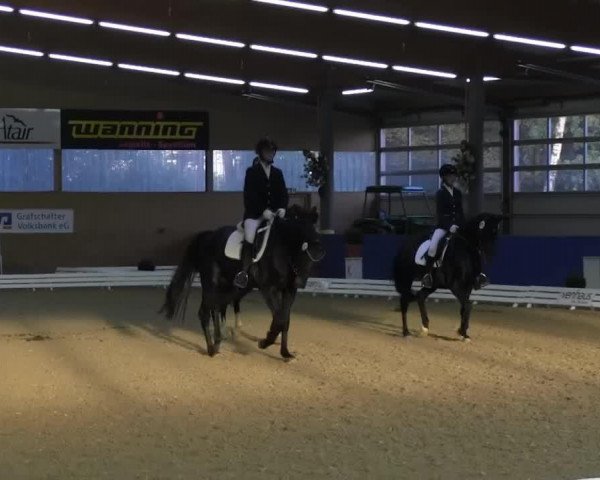 Dressurpferd Zamora (KWPN (Niederländisches Warmblut), 2004, von Krack C)