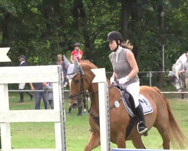 jumper My Lord 114 (Württemberger, 2003, from Metteur)