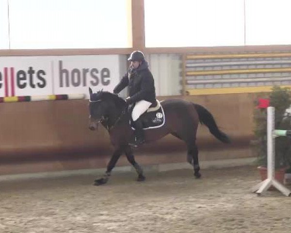 broodmare Coconut Kiss 12 (Oldenburg, 2004, from Landfürst)