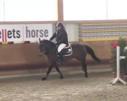 broodmare Coconut Kiss 12 (Oldenburg, 2004, from Landfürst)