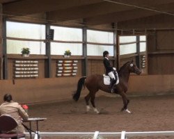 Dressurpferd Golden Fire 10 (Trakehner, 2006, von Cadeau)