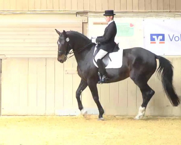 dressage horse Dalida 51 (Württemberger, 2004, from Disco-Tänzer) dressage horse Dalida 51 (Württemberger, 2004, from Disco-Tänzer)