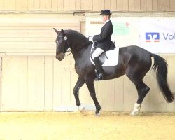dressage horse Dalida 51 (Württemberger, 2004, from Disco-Tänzer)