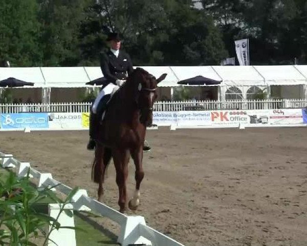 Dressurpferd Leuchtfeuer 14 (Oldenburger, 2005, von Laurentio)