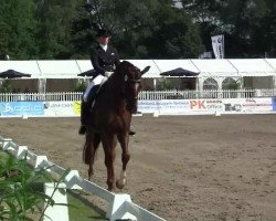 dressage horse Leuchtfeuer 14 (Oldenburg, 2005, from Laurentio)