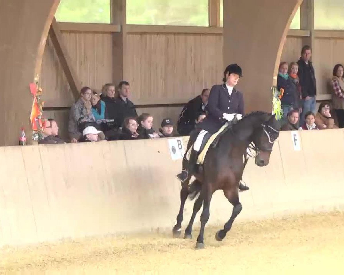 stallion Let's Talk About (Oldenburg, 2003, from Laurentio)