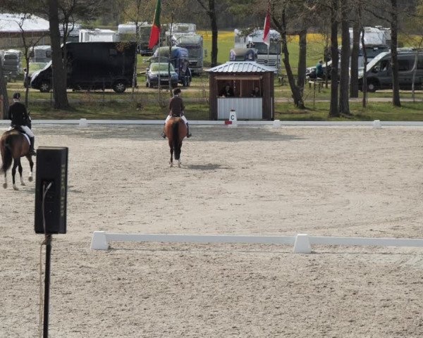 Reitturnier Westergellersen 2021