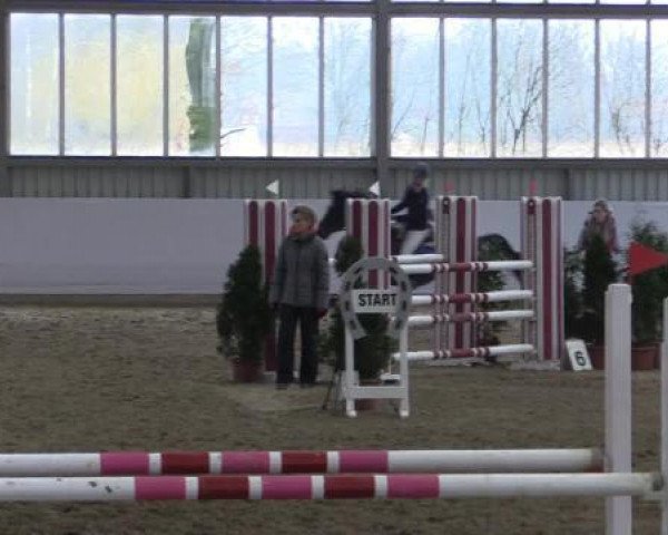 jumper Chesters Dream (Westphalian, 2004, from Charming 8)