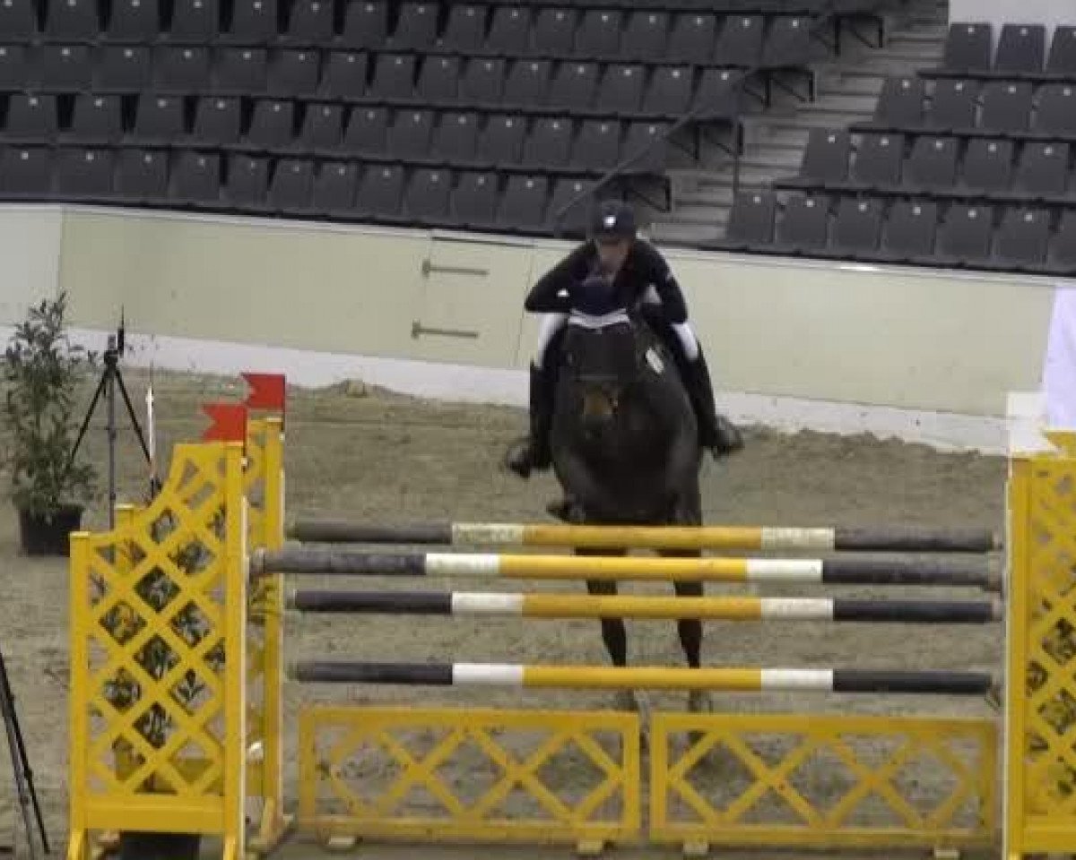 Springhest Coco del Pierre (Holsteiner, 2006, fra Cristo)