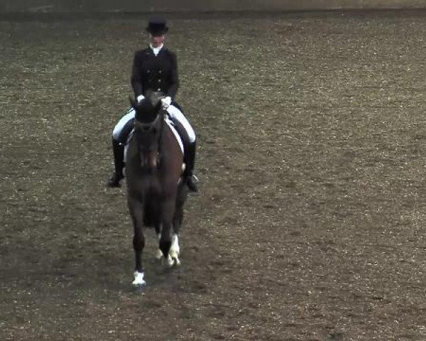 dressage horse Capriati 5 (Holsteiner, 2001, from Calimero)
