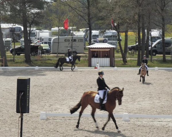 Reitturnier Westergellersen 2021