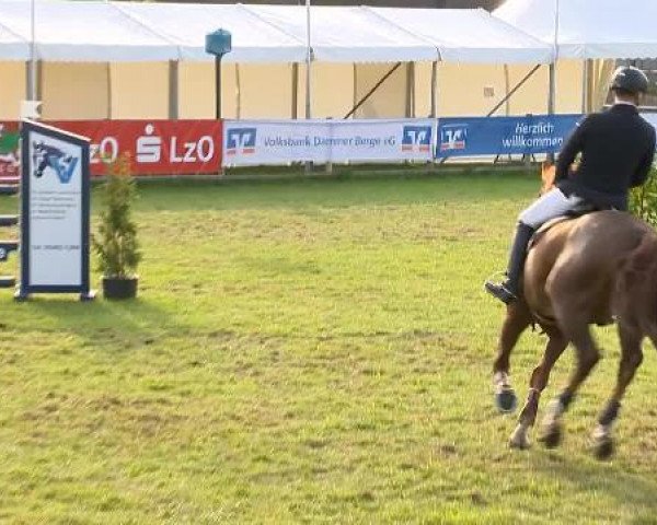 jumper Zaramino (Oldenburg show jumper, 2002, from Zapateado 128 FIN)