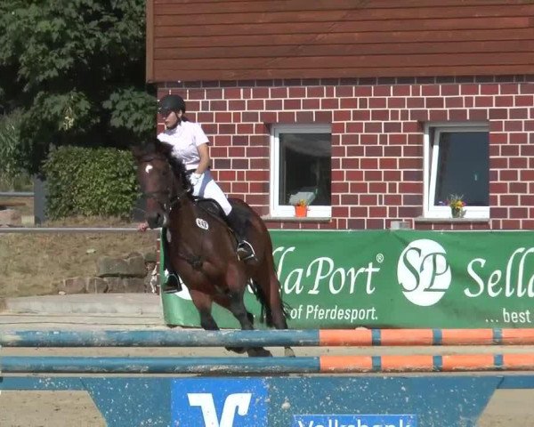 jumper Grinse Katze (Westphalian, 2005, from Lanero NRW)