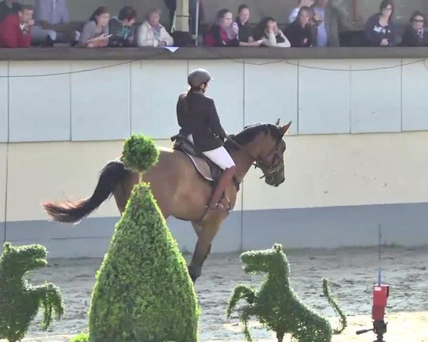 Springpferd Anton-Heinrich (Rheinländer, 2003, von Aquilino)