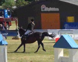 Springpferd Lucky 1443 (Holsteiner, 2003, von Catoki)