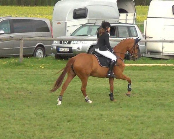 jumper Windrose 145 (Hanoverian, 2002, from Wind Dancer)