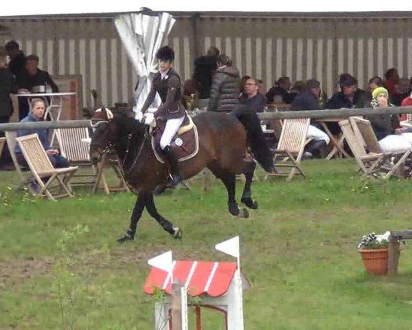jumper Como (Hanoverian, 2005, from Concetto)