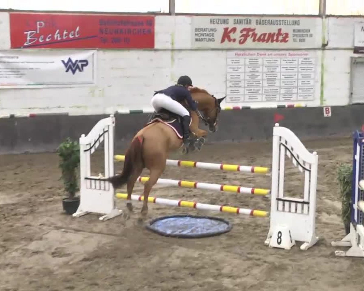 Cavallo da salto Cascadeur Rouge (Oldenburger Cavallo da salto, 2004, di Caretano Z)