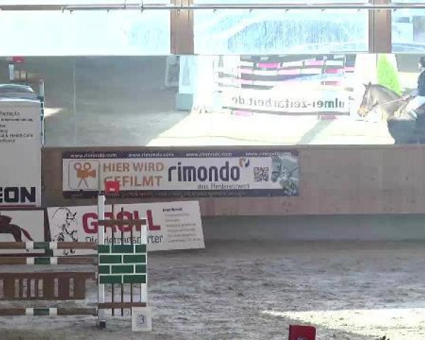 dressage horse Cascarino 6 (Oldenburg show jumper, 2002, from Centesimo I)