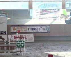 dressage horse Cascarino 6 (Oldenburg show jumper, 2002, from Centesimo I)