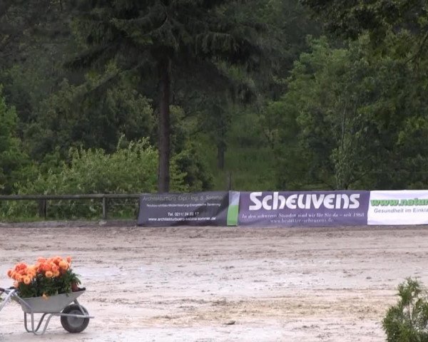 broodmare Elcorda (Oldenburg, 2001, from Curacao I)