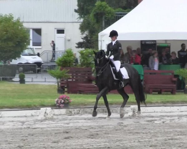 dressage horse Torro 55 (KWPN (Royal Dutch Sporthorse), 2000, from Ferro)