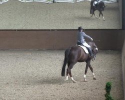 dressage horse Ludivine la Belle (Rhinelander, 2004, from Louis le Bon)