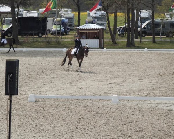 Reitturnier Westergellersen 2021