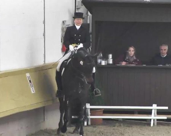 dressage horse Divina (Westphalian, 1999, from Donnerschlag)