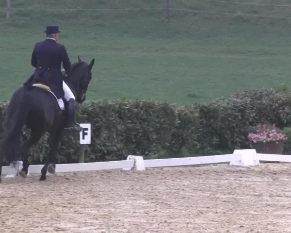 Dressurpferd Fred Astaire 10 (Westfale, 1995, von Fittipaldi) Dressurpferd Fred Astaire 10 (Westfale, 1995, von Fittipaldi)