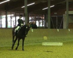 dressage horse Lincoln 110 (Westphalian, 2004, from Laomedon)