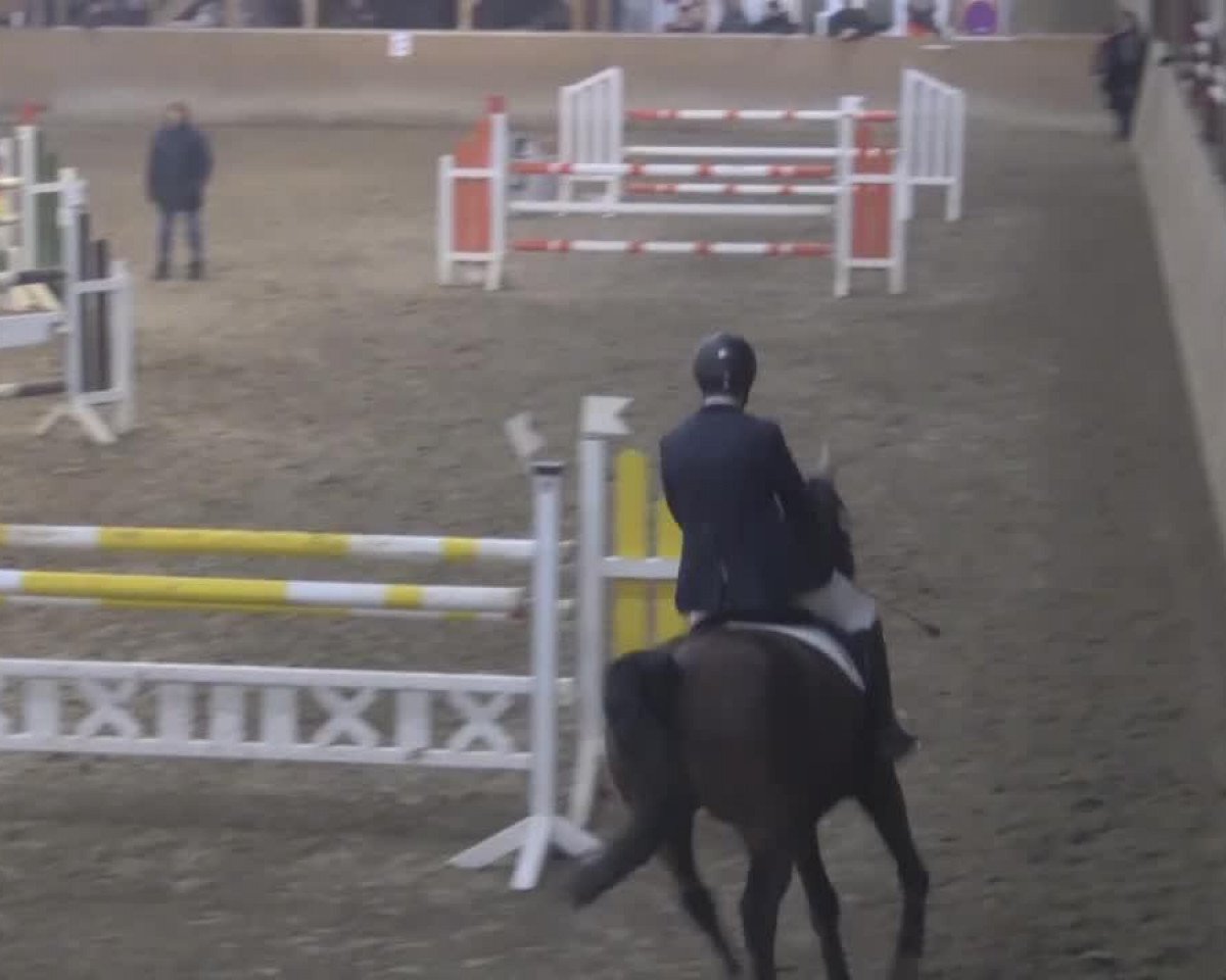 broodmare Cinya (Hanoverian, 2000, from Cheenook)