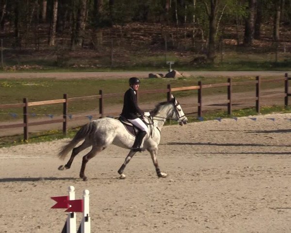 Reitturnier Westergellersen 2021