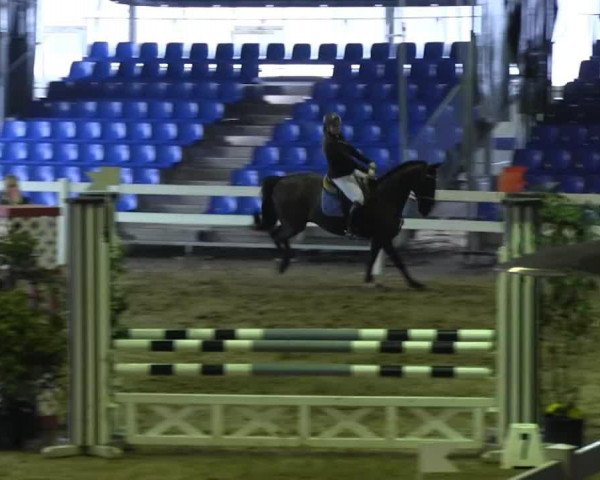 Dressurpferd Dark Moon 6 (Westfale, 2000, von Danny de Vito 2)