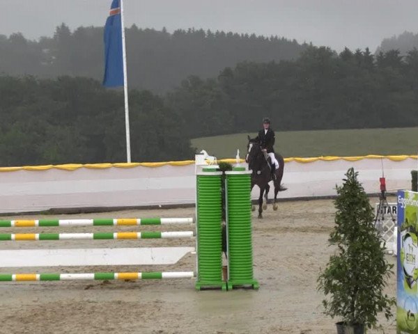 Springpferd Gavin (Rheinländer, 1995, von Gralshüter)