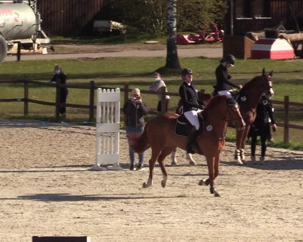 Reitturnier Westergellersen 2021